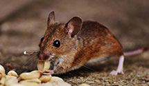 24 Hour & Emergency Exterminators in Big Rock, VA